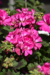 Mojo Dark Pink Geranium (Pelargonium 'Mojo Dark Pink') at Lakeshore Garden Centres