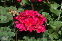Mojo Magenta Geranium (Pelargonium 'Mojo Magenta') at Lakeshore Garden Centres
