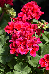 Mojo Cranberry Splash Geranium (Pelargonium 'Mojo Cranberry Splash') at Lakeshore Garden Centres
