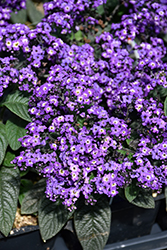 Marino Blue Heliotrope (Heliotropium arborescens 'KLEHA13711') at Lakeshore Garden Centres