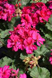 Moxie! Violet Geranium (Pelargonium 'Moxie! Violet') at Lakeshore Garden Centres
