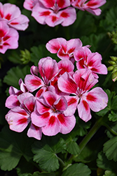 Savannah Pink Splash Geranium (Pelargonium 'Savannah Pink Splash') at Lakeshore Garden Centres