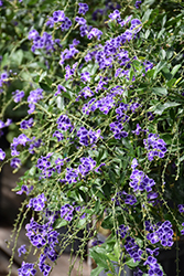 Sapphire Showers Duranta (Duranta erecta 'Sapphire Showers') at Lakeshore Garden Centres