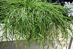 Green Twist Trailing Bamboo (Agrostis stolonifera 'Green Twist') at Lakeshore Garden Centres