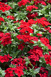 Intensia Red Hot Annual Phlox (Phlox 'DPHLOX911') at Lakeshore Garden Centres