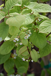 Variegated Hardy Kiwi Vine (Actinidia kolomikta) at Peter Knippel Garden Centre
