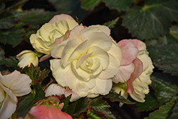 I'Conia Bacio White Begonia (Begonia 'I'Conia Bacio White') at Lakeshore Garden Centres
