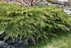 Celtic Pride Siberian Cypress (Microbiota decussata 'Prides') at Peter Knippel Garden Centre