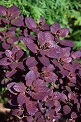 Velveteeny Purple Smokebush (Cotinus coggygria 'Cotsidh5') at Peter Knippel Garden Centre