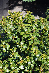 Strongbox Inkberry Holly (Ilex glabra 'ILEXFARROWTRACEY') at Peter Knippel Garden Centre