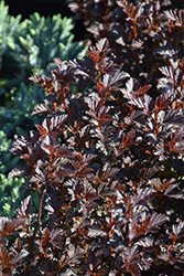 Summer Wine Black Ninebark (Physocarpus opulifolius 'SMNPMS') at Peter Knippel Garden Centre