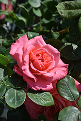 Reminiscent Coral Rose (Rosa 'BOZFRA221') at Lakeshore Garden Centres