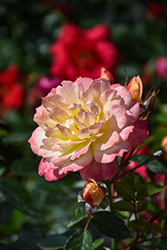 Oso Easy Italian Ice Rose (Rosa 'Chewnicebell') at Green Thumb Garden Centre