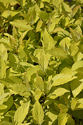 Prairie Fire Dogwood (Cornus alba 'Prairie Fire') at Peter Knippel Garden Centre