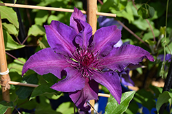 Fleuri Clematis (Clematis 'Fleuri') at Lakeshore Garden Centres
