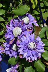 Diamantina Clematis (Clematis 'Diamantina') at Peter Knippel Garden Centre