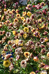Tempo Yellow Avens (Geum 'Tempo Yellow') at Lakeshore Garden Centres
