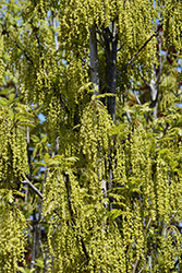 Crimson Spire Oak (Quercus 'Crimschmidt') at Peter Knippel Garden Centre