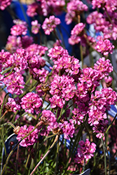 Vesuvius Black-leaved Sea Thrift (Armeria maritima 'Vesuvius') at Peter Knippel Garden Centre