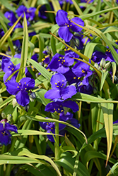 Blue And Gold Spiderwort (Tradescantia x andersoniana 'Blue And Gold') at Peter Knippel Garden Centre