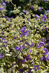 Golden Feathers Jacob's Ladder (Polemonium 'Golden Feathers') at Peter Knippel Garden Centre