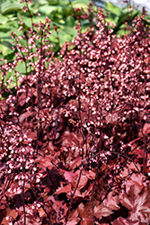 Fire Chief Coral Bells (Heuchera 'Fire Chief') at Peter Knippel Garden Centre
