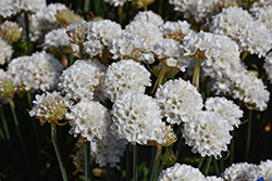 Dreameria Dream Clouds False Sea Thrift (Armeria pseudarmeria 'Dream Clouds') at Peter Knippel Garden Centre