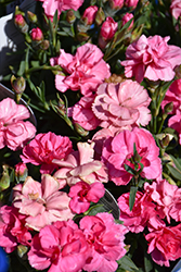 Sunflor Bowie Carnation (Dianthus caryophyllus 'Sunflor Bowie') at Peter Knippel Garden Centre
