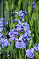 Dwarf Arctic Iris (Iris setosa var. arctica) at Peter Knippel Garden Centre