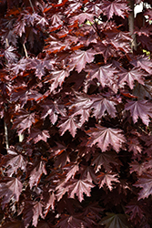 Crimson Sentry Norway Maple (Acer platanoides 'Crimson Sentry') at Peter Knippel Garden Centre