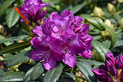 Anah Kruschke Rhododendron (Rhododendron 'Anah Kruschke') at Lakeshore Garden Centres