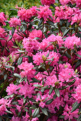 Landmark Rhododendron (Rhododendron 'Landmark') at Lakeshore Garden Centres
