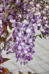 Grand Diva Barbara Wisteria (Wisteria 'MinwikKB25') at Lakeshore Garden Centres