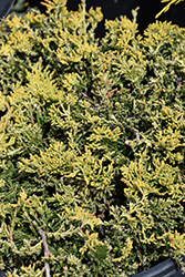 Golden Carpet Juniper (Juniperus horizontalis 'Golden Carpet') at Lakeshore Garden Centres