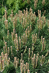 Palouse TRUdwarf Mugo Pine (Pinus mugo 'Palouse') at Lakeshore Garden Centres