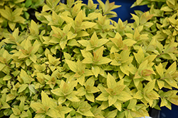 Poprocks Pineapple Spirea (Spiraea japonica 'Pineapple Poprocks') at Lakeshore Garden Centres