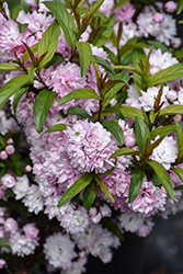 Double Pink Flowering Almond (Prunus glandulosa 'Rosea Plena') at Lakeshore Garden Centres