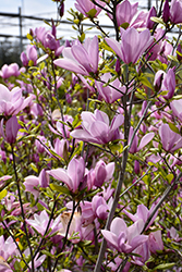 Jane Magnolia (Magnolia 'Jane') at Peter Knippel Garden Centre