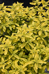 Sunshine Blue II Caryopteris (Caryopteris incana 'SMNCVH') at Lakeshore Garden Centres