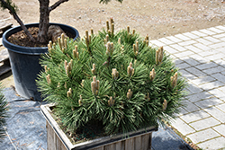 Helga Austrian Pine (Pinus nigra 'Helga') at Lakeshore Garden Centres