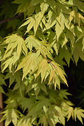 Final Fire Maple (Acer 'IslFinFi') at Lakeshore Garden Centres
