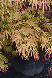 Ariadne Japanese Maple (Acer palmatum 'Ariadne') at Lakeshore Garden Centres