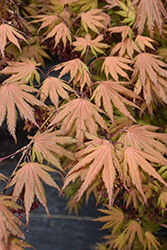 Ariadne Japanese Maple (Acer palmatum 'Ariadne') at Lakeshore Garden Centres
