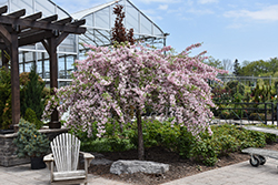 Louisa Flowering Crab (Malus 'Louisa') at Peter Knippel Garden Centre