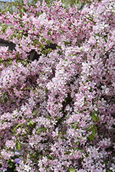 Louisa Flowering Crab (Malus 'Louisa') at Peter Knippel Garden Centre