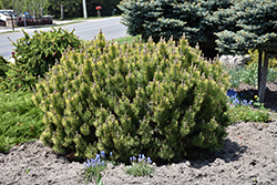 Laarheide Mugo Pine (Pinus mugo 'Laarheide') at Lakeshore Garden Centres