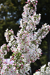 Lancelot Flowering Crab (Malus 'Lancelot') at Peter Knippel Garden Centre