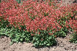 Little Lanterns Columbine (Aquilegia canadensis 'Little Lanterns') at Peter Knippel Garden Centre