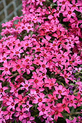 Red Wings Moss Phlox (Phlox subulata 'Red Wings') at Peter Knippel Garden Centre