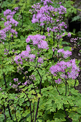 Black Stockings Meadow Rue (Thalictrum 'Black Stockings') at Peter Knippel Garden Centre